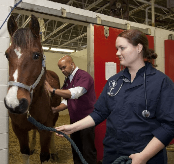 Veterinary Assistant | Career Profile | AgCareers.com